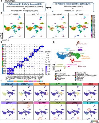 Creeping fat exhibits distinct Inflammation-specific adipogenic preadipocytes in Crohn’s disease